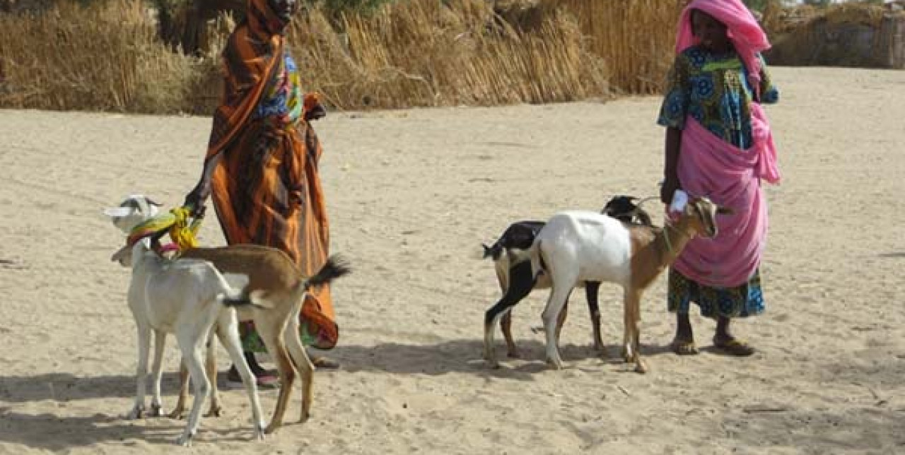 Foire de petits ruminants au Tchad
