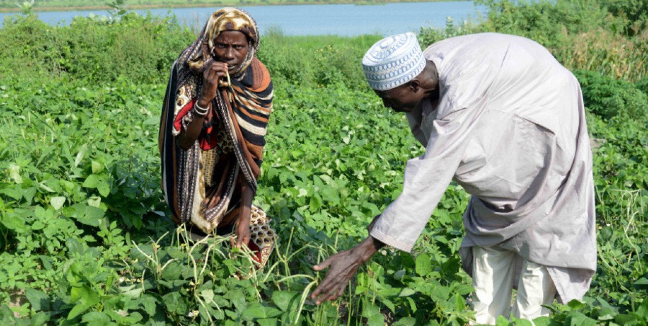 Sécurité alimentaire au Tchad: activités et résultats