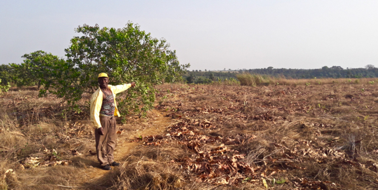 Sierra Leone, progetto anacardi: il Ministero dell'Agricoltura partecipa alla 1° Assemblea