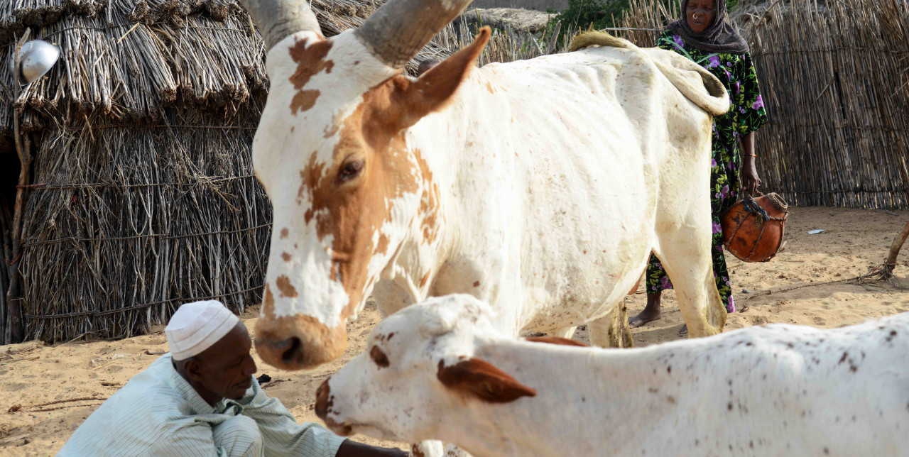 RCA : un nouvel essor pour l'élevage à Bangui