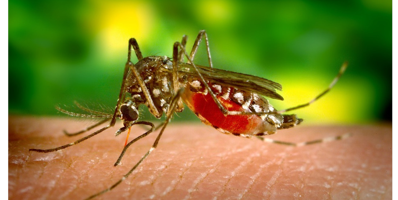25 aprile 2019, Malaria Day: La malaria viaggia anche in prima classe