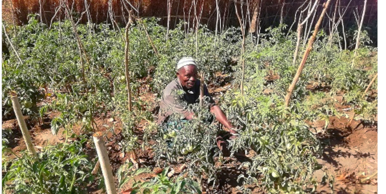 Malawi. Sustainable agriculture: "Now I can feed my family"