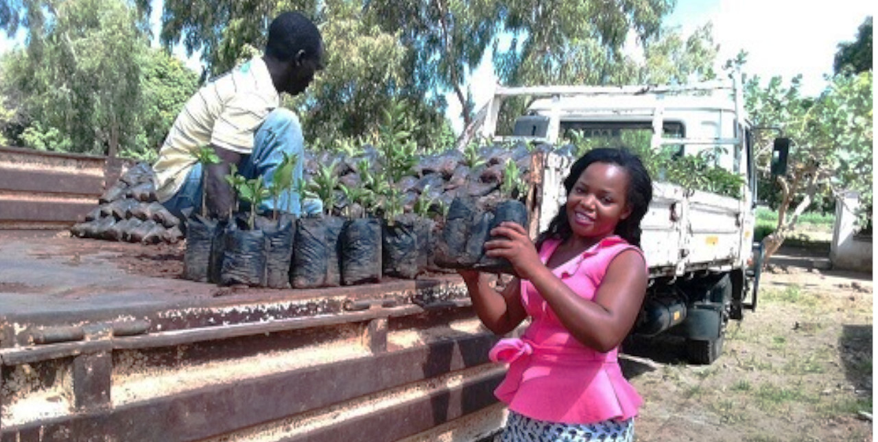 Malawi: 200.000 alberi piantati negli ultimi due anni