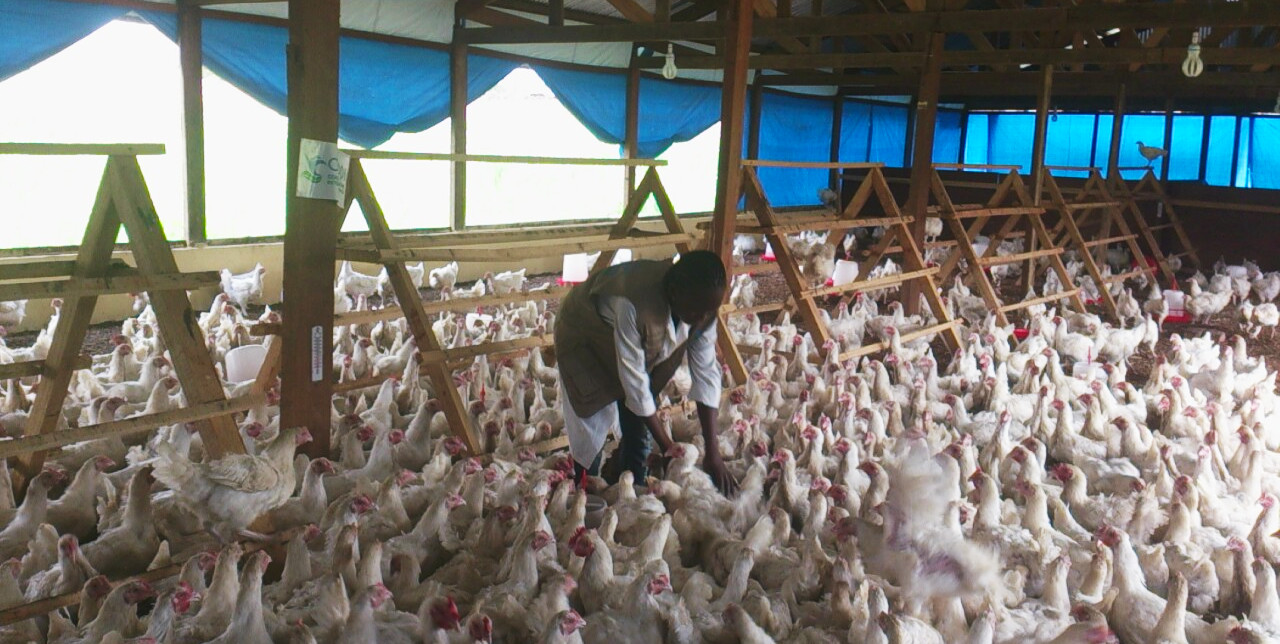 Polli e galline per rilanciare la filiera avicola a Bangui