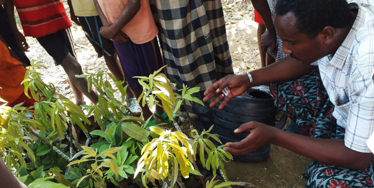 Ethiopia: 1,000 fruit plants distributed and beneficiaries trained in agriculture