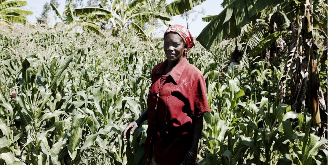 RDC, Djugu. Intrants agricoles pour 6 700 bénéficiaires