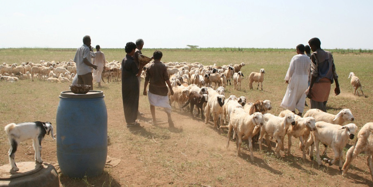 Sudan: 100.000 vaccini per proteggere le greggi.