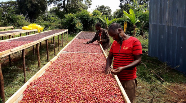 Inclusion and sustainability in the coffee chain