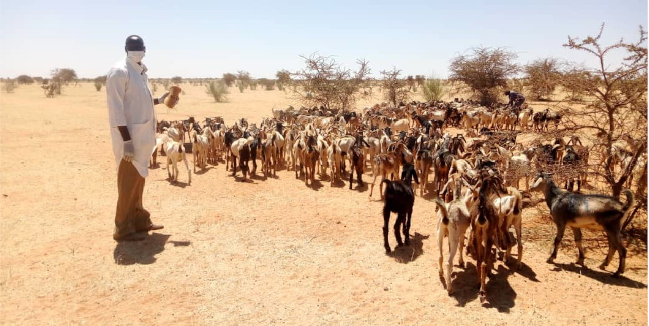 North Darfur. A fast answer to the flood rebuilt communities' livelihoods