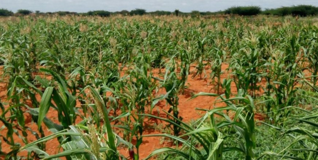 Somalia. Tre pasti al giorno per i sei figli di Adhan Sugow