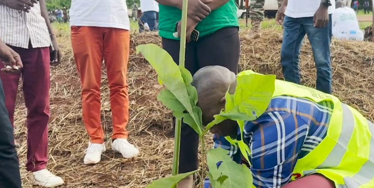 République centrafricaine. Les jeunes sauvent la forêt