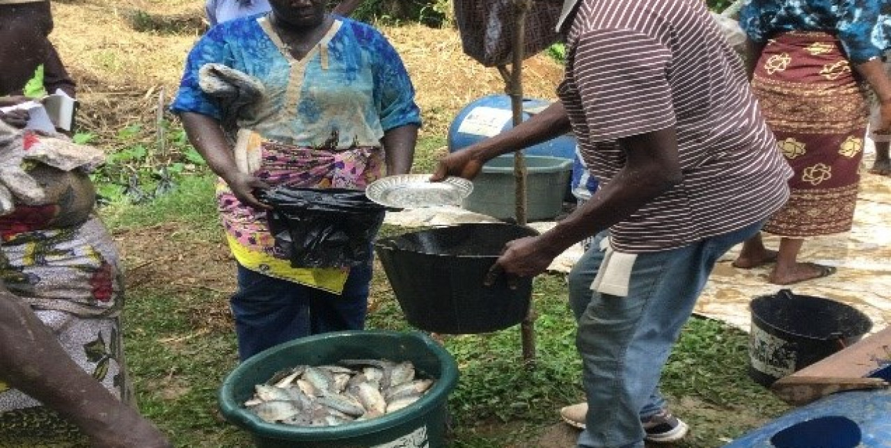 Central African Republic. Activities of agricultural and livestock cooperatives continue