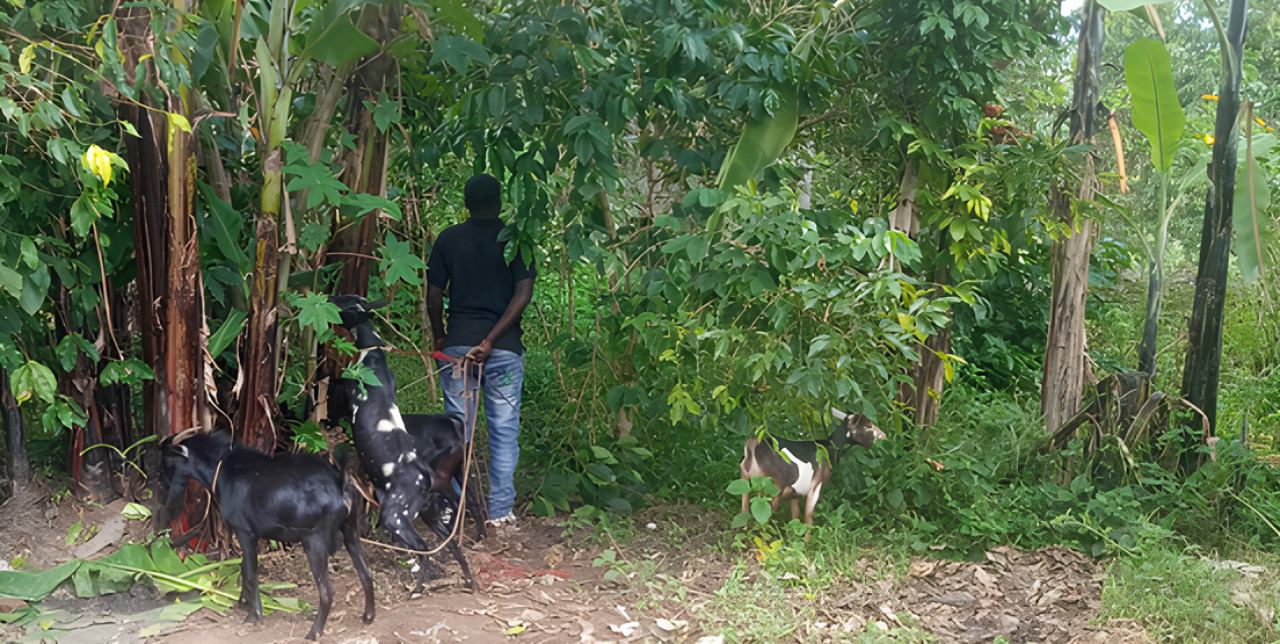 RDC. Josué, un nuovo inizio tra imprenditoria e agro-pastorizia dopo il buio della guerra