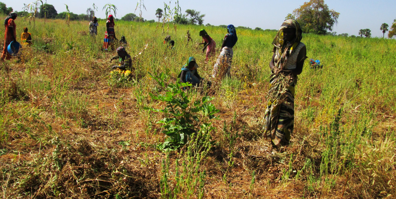 Tchad : des semences et des outils pour recommencer
