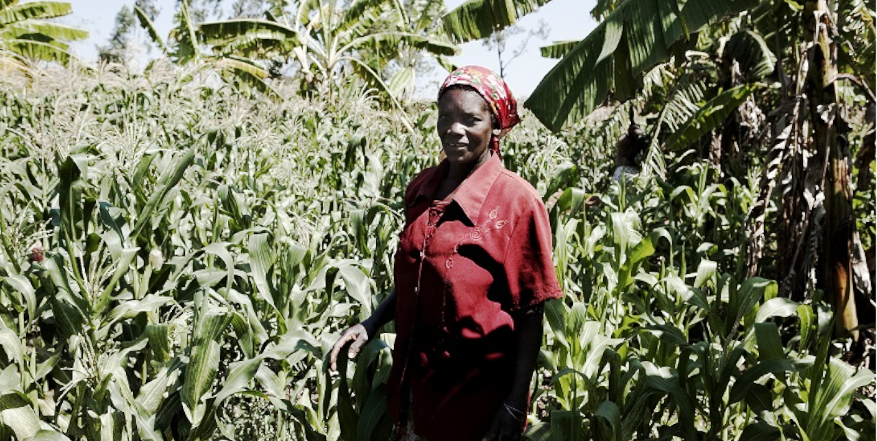 RDC, Djugu. Mezzi di produzione agricola per 6.700 beneficiari
