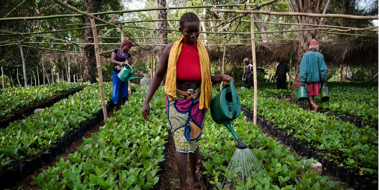 Sierra Leone. Le donne come attori chiave delle economie nazionali