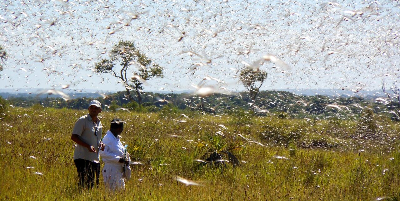Etiopia. Supporto alle comunità colpite dall'invasione delle locuste