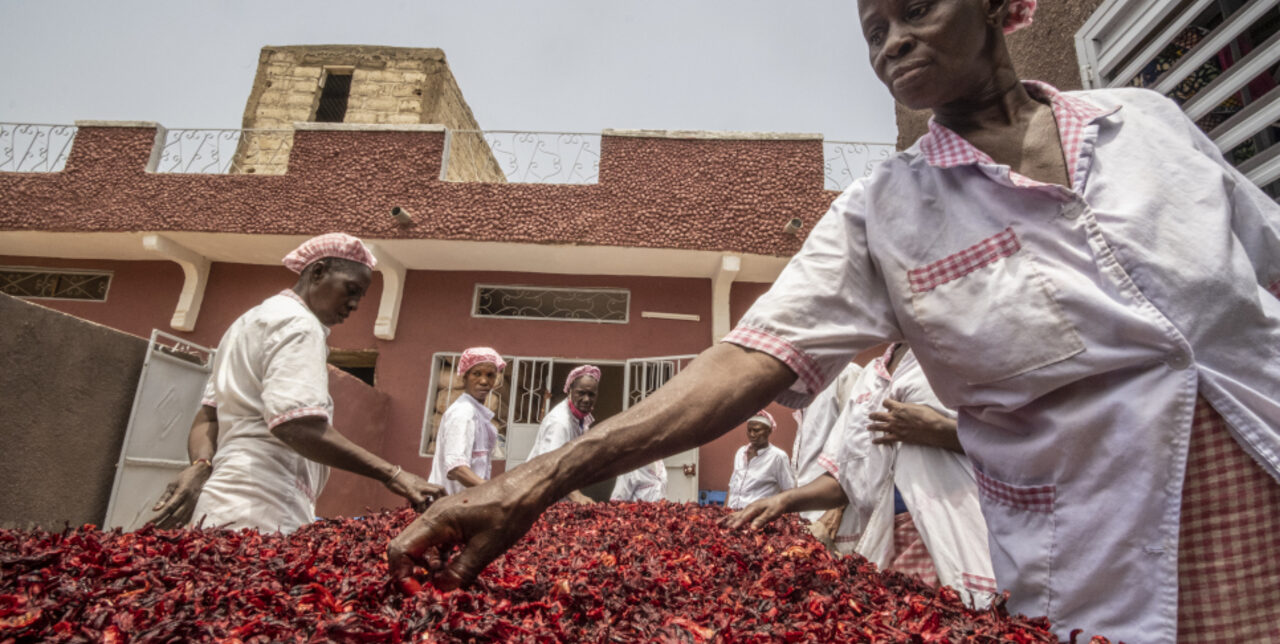 Senegal. With AICS, 14 projects of diaspora entrepreneurs supported