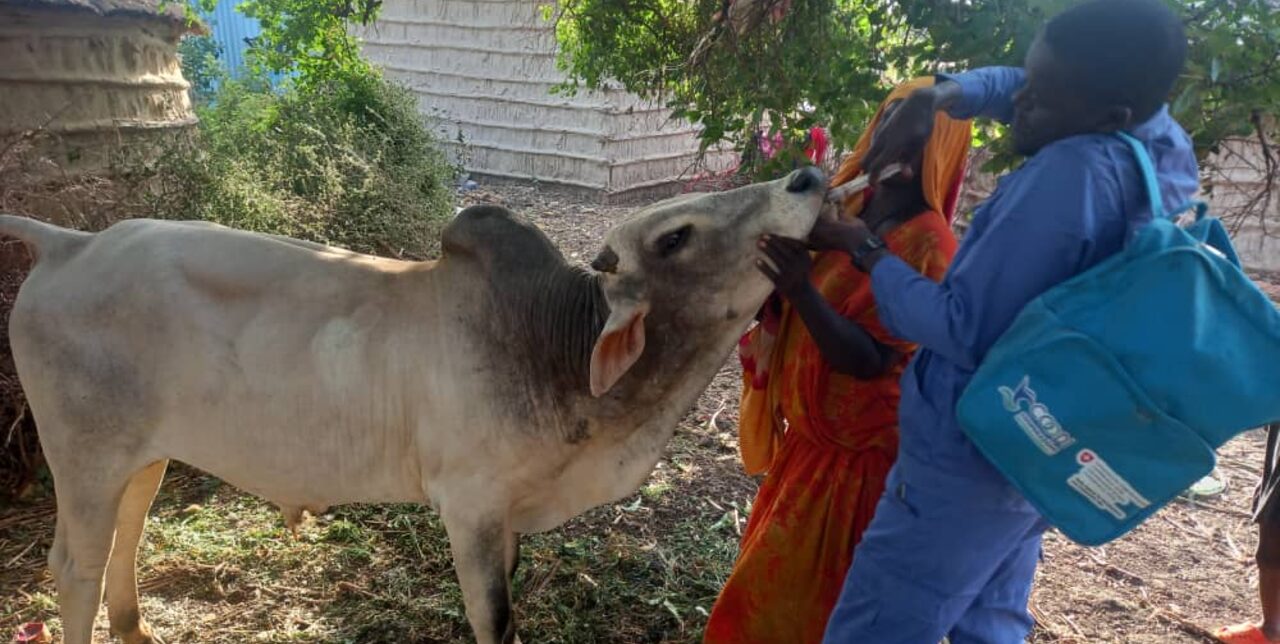 Somalia. Come l'efficienza dei servizi sanitari per animali sta trasformando le comunità