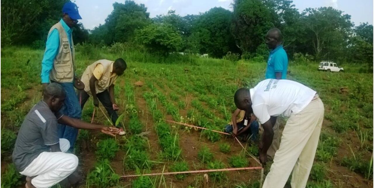Les producteurs locaux de Bambari relèvent le dos