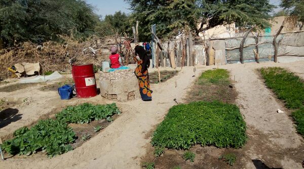 Niger, des parents cultivent les potagers à l'école