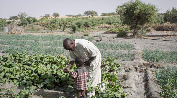 Lac Tchad:  voyage parmi les paysans qui défient la désertification
