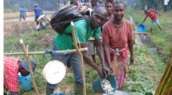 Centrafrique : l'importance des animateurs pour le relance de l'élevage
