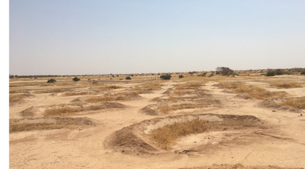 Niger : les demi-lunes pour arrêter la désertification