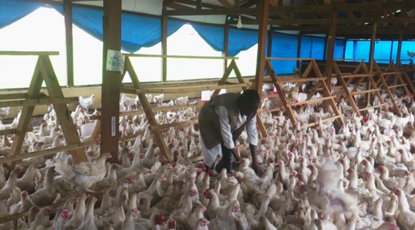 Des poulets et des poules pour relancer la filière avicole à Bangui