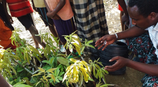 Ethiopia: 1,000 fruit plants distributed and beneficiaries trained in agriculture