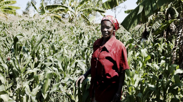 RDC, Djugu. Intrants agricoles pour 6 700 bénéficiaires