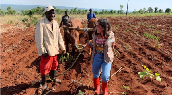 RDC. La traction des vaches et la pisciculture : deux projets de succès