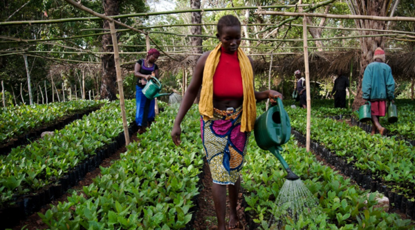 Sierra Leone. Le donne come attori chiave delle economie nazionali