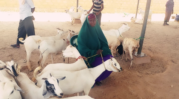 Somalia. Livestock marketing transforming communities: a story of Markabo Maxamed Farax.