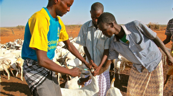 Somalia. Sanbur's farm has started over