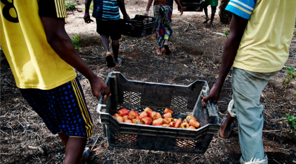 Sierra Leone. Nuovi posti di lavoro nelle comunità rurali