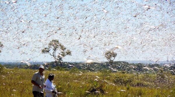 Ethiopia. Supporting communities affected by the locust invasion