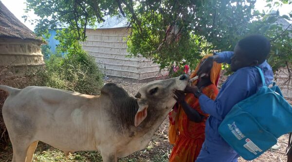 Somalia. How resilient animal health services are transforming communities