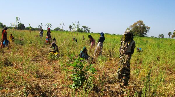 Tchad : des semences et des outils pour recommencer